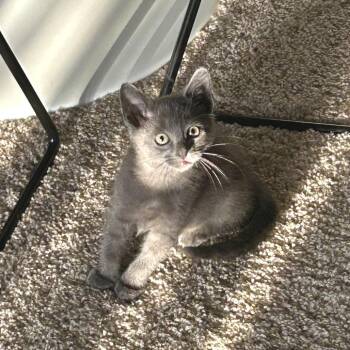 Quintinilla 21 -  Russian Blue Cat for Adoption in Austin, Texas - Quintinilla 21 | PetCurious