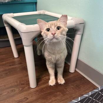 Tang -  Domestic Medium Hair Cat for Adoption in Port Richey, Florida - Tang | PetCurious