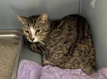 CONDOR -  Domestic Short Hair Cat for Adoption in Boston, Massachusetts - CONDOR | PetCurious