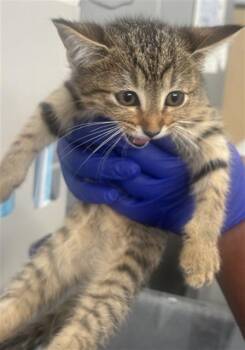 Domestic Short Hair Cats Available for Adoption - DIME | PetCurious