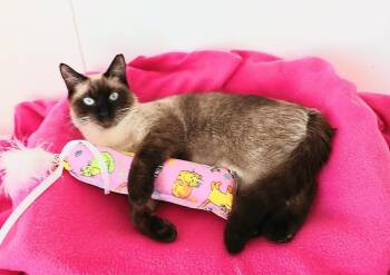 Siamese Cats Available for Adoption - Coco Seraphina Skye | PetCurious