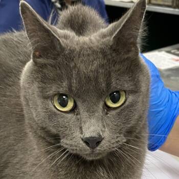 Rescue Domestic Short Hair Cats for Adoption in Las Cruces, New Mexico - Sweetie | PetCurious