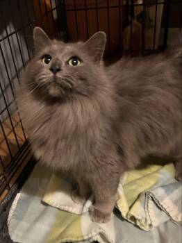 Nebelung and Domestic Long Hair Cats Available for Adoption - Jigglypuff | PetCurious