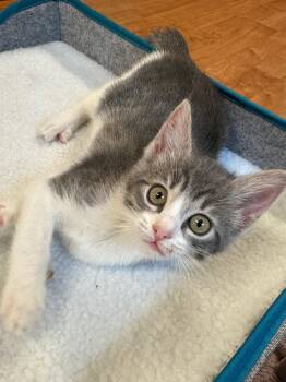 Monkey & Diva -  Tabby and Tuxedo Cat for Adoption in Walnut Creek, California - Monkey & Diva | PetCurious