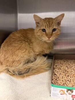 Domestic Long Hair Cats Available for Adoption in Ontario, California - MANGO | PetCurious