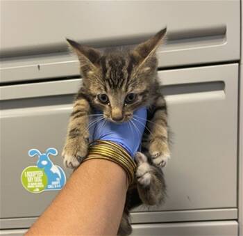 Rescue Domestic Short Hair Cats for Adoption in Doral, Florida - CANNOLI | PetCurious