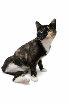 Tofu -  Tortoiseshell Cat Available for Adoption in Boston, Kentucky - Tofu | PetCurious