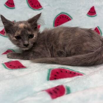 Robin -  Domestic Medium Hair Cat for Adoption in Valdosta, Georgia - Robin | PetCurious