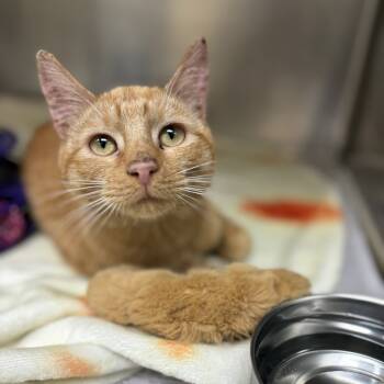 Rescue Domestic Short Hair Cats for Adoption in Winston-salem, North Carolina - Mandarin Orange | PetCurious