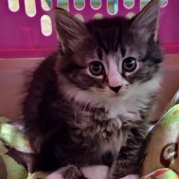 Brandy -  Domestic Medium Hair and Domestic Short Hair Cat for Adoption in Grand Rapids, Minnesota - Brandy | PetCurious