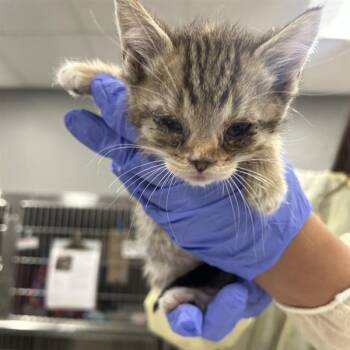 Chicky -  Domestic Short Hair Cat for Adoption in Salt Lake City, Utah - Chicky | PetCurious