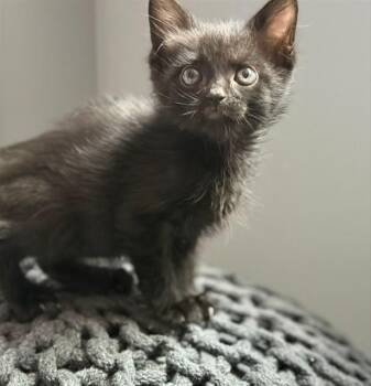 BERLIOZ -  Domestic Short Hair Cat for Adoption in Colorado Springs, Colorado - BERLIOZ | PetCurious