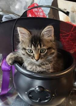 Samson -  Domestic Long Hair Cat Available for Adoption in Niles, Michigan - Samson | PetCurious