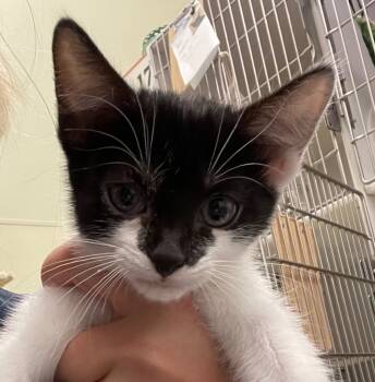 Rescue Domestic Short Hair Cats for Adoption in Neosho, Missouri - Violet | PetCurious