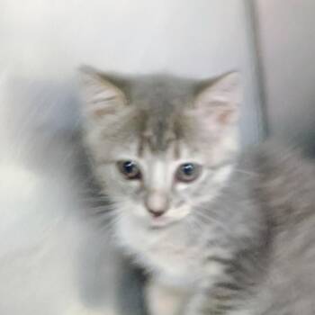 Mariana -  Domestic Short Hair Cat Available for Adoption in Palestine, Texas - Mariana | PetCurious