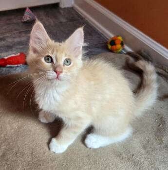 Twizzle26 -  Domestic Long Hair Cat for Adoption in Youngsville, North Carolina - Twizzle26 | PetCurious
