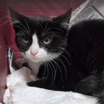 Waffles -  Domestic Short Hair Cat Available for Adoption in Newark, New Jersey - Waffles | PetCurious
