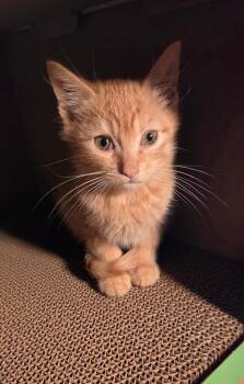 Hisston Churchhill -  Domestic Short Hair Cat for Adoption in Gorham, Maine - Hisston Churchhill | PetCurious