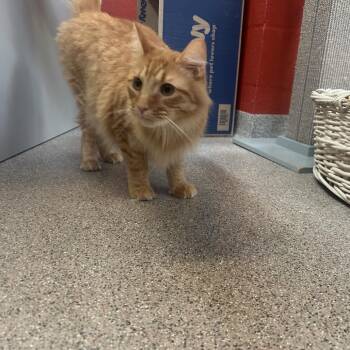 Peter Peep -  Domestic Medium Hair Cat for Adoption in Sarasota, Florida - Peter Peep | PetCurious