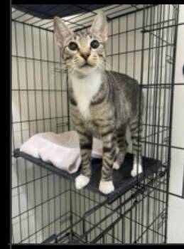 Matcha -  Domestic Short Hair Cat for Adoption in Lafayette, Colorado - Matcha | PetCurious