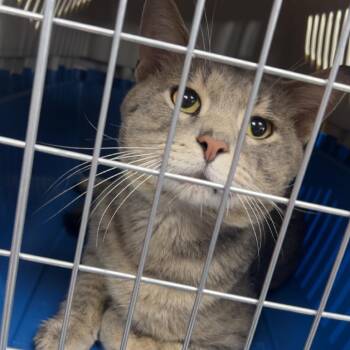 Boomer -  Domestic Short Hair Cat for Adoption in Uniontown, Pennsylvania - Boomer | PetCurious