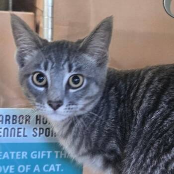 Mart -  Domestic Short Hair Cat for Adoption in West Olive, Michigan - Mart | PetCurious