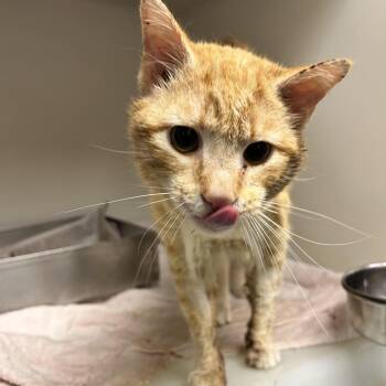 Sammy -  Domestic Short Hair Cat for Adoption in Harrisonburg, Virginia - Sammy | PetCurious