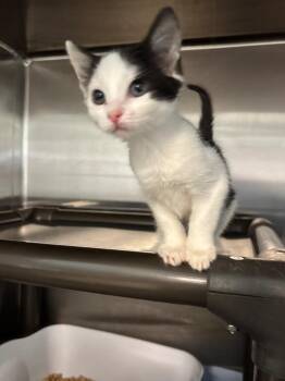 Sprinkles -  Domestic Short Hair Cat for Adoption in Metter, Georgia - Sprinkles | PetCurious