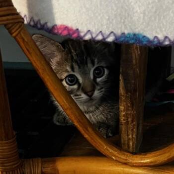 Domestic Short Hair Cats Available for Adoption in Normal, Illinois - Orchid | PetCurious