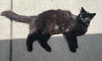 Domestic Medium Hair Cats Available for Adoption in Sunnyvale, California - Midnight | PetCurious