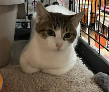 Chiffon -  Domestic Short Hair Cat for Adoption in Blasdell, New York - Chiffon | PetCurious