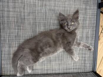 Lucky Charms -  Domestic Medium Hair and Extra Toes Cat Hemingway Polydactyl Cat for Adoption in Hickory, North Carolina - Lucky Charms | PetCurious