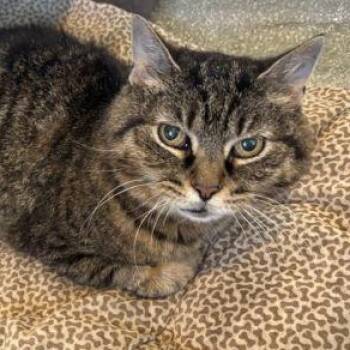 Domestic Short Hair Cats Available for Adoption in Chicago, Illinois - Fondue | PetCurious