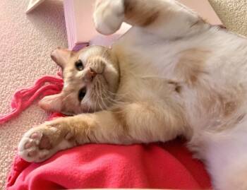 Rescue Domestic Short Hair Cats for Adoption in Minneapolis, Minnesota - Wirt | PetCurious