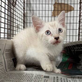 Totino -  Domestic Short Hair Cat for Adoption in Edinburg, Texas - Totino | PetCurious