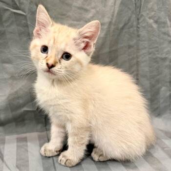 Starling -  Domestic Short Hair Cat for Adoption in Franklin, Tennessee - Starling | PetCurious