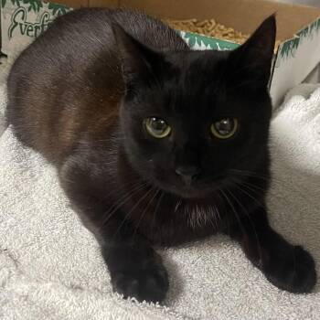 Domestic Short Hair Cats Available for Adoption - Bonnie | PetCurious