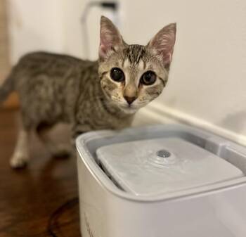 Rescue Domestic Short Hair Cats for Adoption in Statesboro, Georgia - Reba | PetCurious