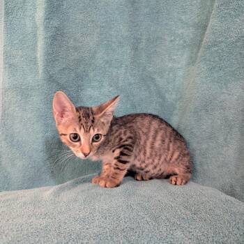 Carlos -  Domestic Short Hair Cat for Adoption in NEW PT RICHEY, Florida - Carlos | PetCurious