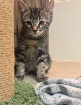 Craig -  Domestic Short Hair Cat Available for Adoption in Mission Viejo, California - Craig | PetCurious