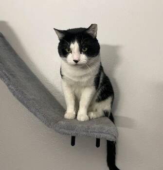 Domestic Short Hair Cats Available for Adoption in Reno, Nevada - Hercules | PetCurious