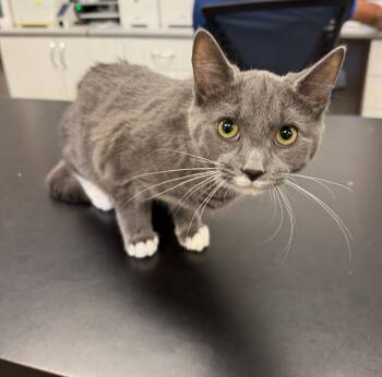 Dorothy -  Domestic Short Hair Cat for Adoption in Hamilton, Ontario - Dorothy | PetCurious