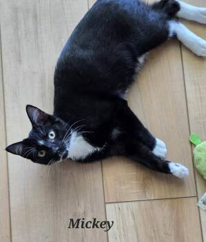 Mickey -  Domestic Short Hair Cat for Adoption in Rochester, New Hampshire - Mickey | PetCurious