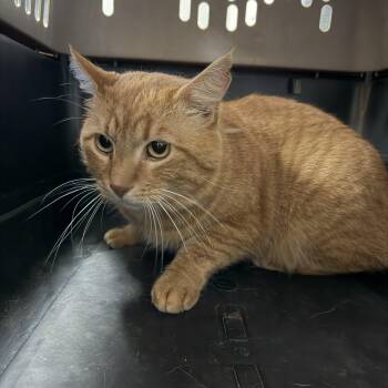 Tabby Cats Available for Adoption in Columbia, South Carolina - Garfield | PetCurious