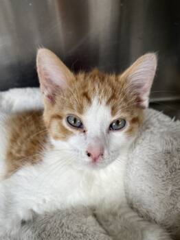 Rescue Domestic Short Hair Cats for Adoption in Columbus, Indiana - Flounder | PetCurious
