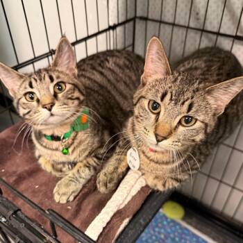 Domestic Short Hair Cats Available for Adoption - Hermes | PetCurious