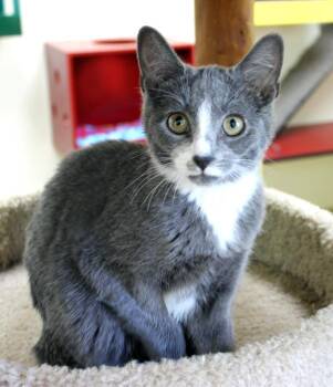 Rescue Domestic Short Hair Cats for Adoption in Mansfield, Massachusetts - Marylou | PetCurious