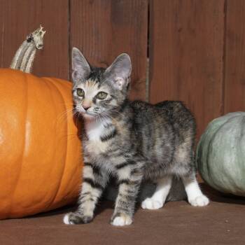 Rescue Domestic Short Hair Cats for Adoption in Santa Rosa, California - Chloe | PetCurious