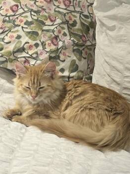 Nancy Lieberman 1120 -  Domestic Short Hair Cat for Adoption in Dallas, Texas - Nancy Lieberman 1120 | PetCurious