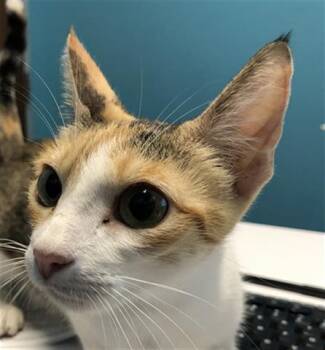 Rescue Domestic Short Hair Cats for Adoption in Houston, Texas - MOM | PetCurious